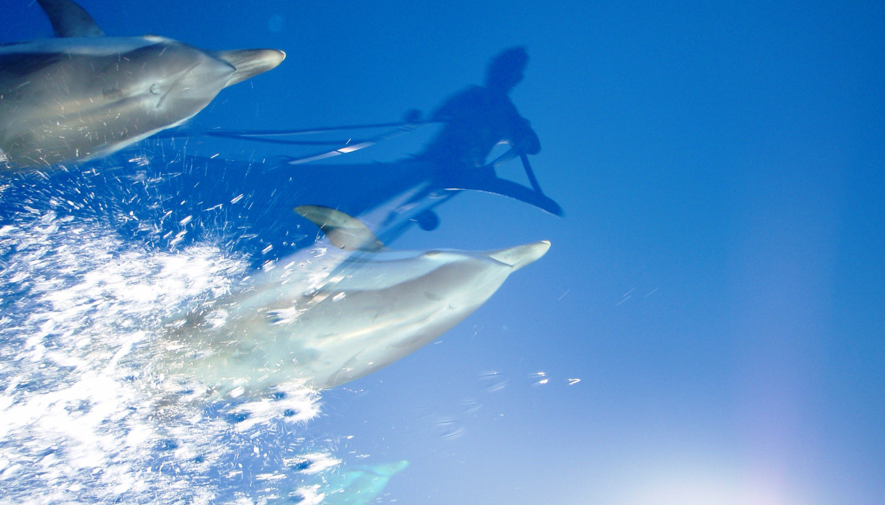 23 июля - Всемирный день китов и дельфинов