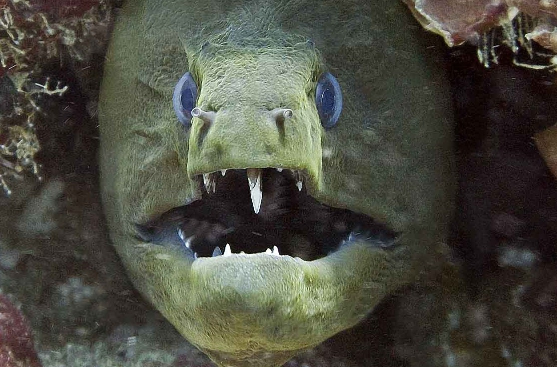 Мурены. Вообще-то они мирные…