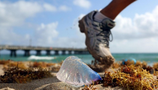 Португальские кораблики атакуют