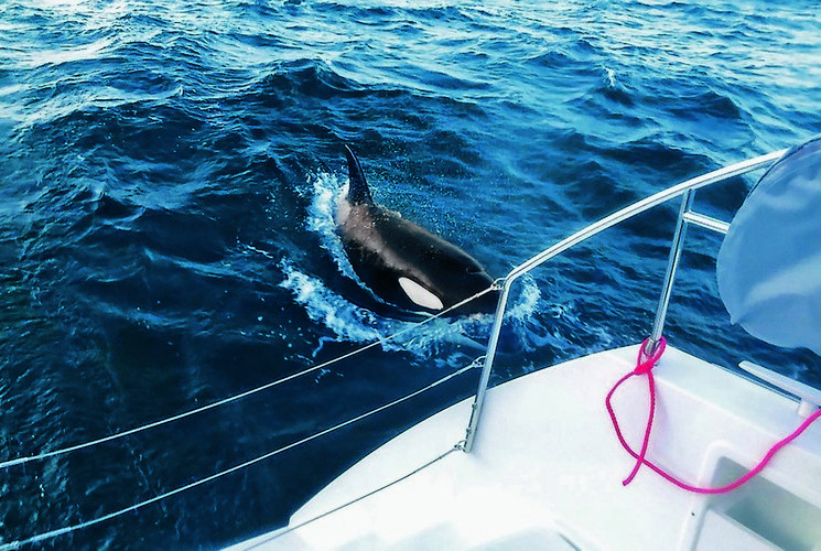 Косаткам просто скучно