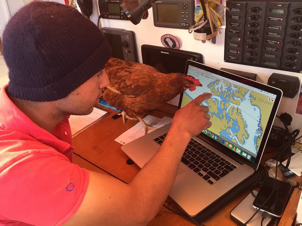 Курица-яхтсменка пришла на Аляску