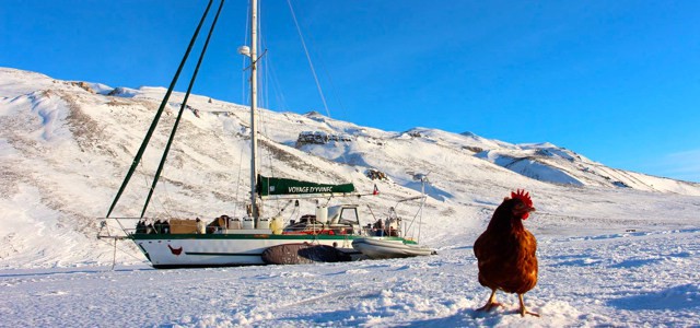 Об этой курице сняли фильм