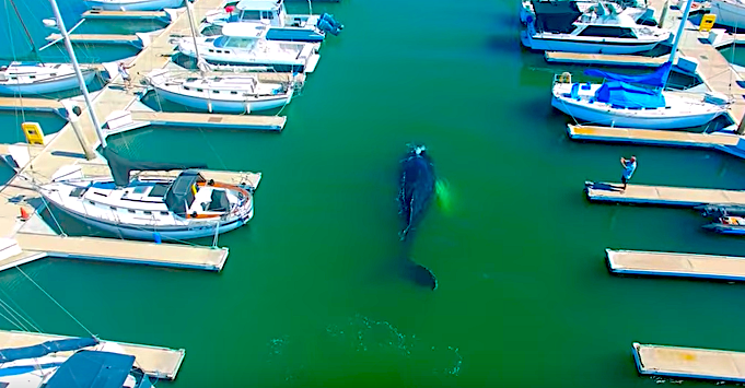 Караул, в марине – кит!