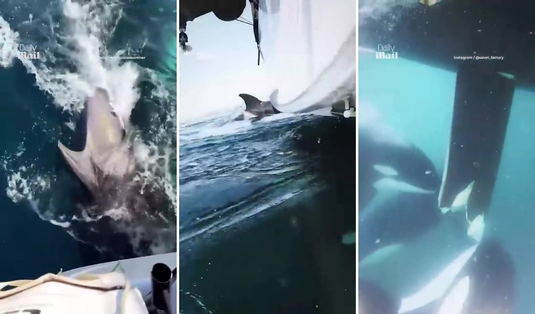 Косатки продолжают бесчинствовать