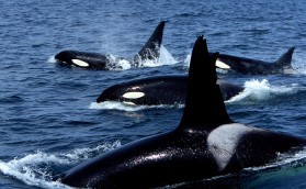 Косатки потопили польскую яхту