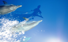 23 июля - Всемирный день китов и дельфинов