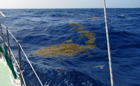 Transat Paprec. Призрачно все… Плюс саргассы