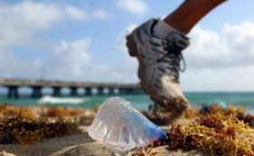 Португальские кораблики атакуют