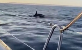 Опять эти косатки! Наглядно…