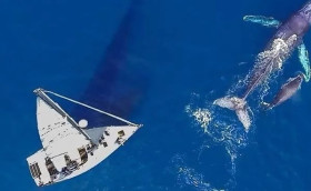 «Китообразные! Посторонитесь!» Постфактум…