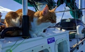 Скатти помогает глухому яхтсмену