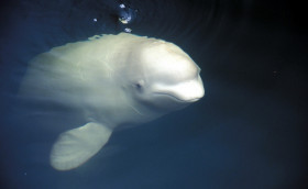 Почему ревет белуга?