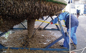 Морские уточки. Что за напасть?