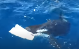 Косатки продолжают хулиганить