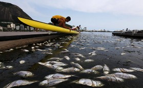 Экологи бьют тревогу