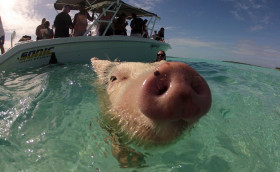 Свинский картплоттер