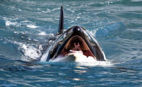 Есть жизнь в ките. А в косатке?