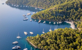 Цвет турецкой неожиданности…