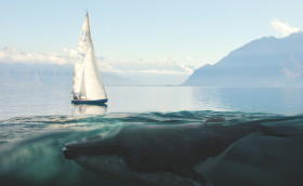 Китообразные! Посторонитесь!