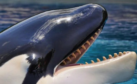 Косатки. Иногда они возвращаются