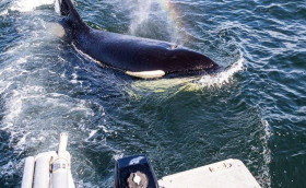 Косатки. Борьба возможна?