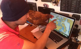 Курица-яхтсменка пришла на Аляску