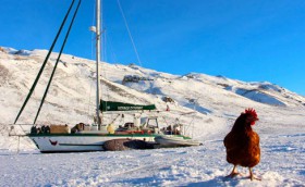 Об этой курице сняли фильм