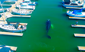 Караул, в марине – кит!