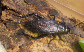 Скрипит сверчок? Значит, все в порядке