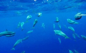 Volvo Ocean Race. Второй этап. 20-й День