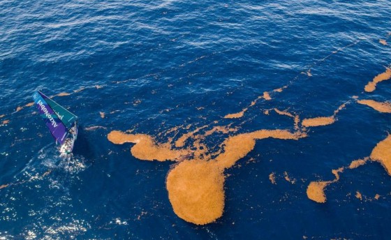 Водоросли, не мешайте!