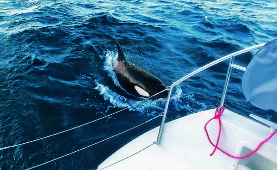 Косаткам просто скучно