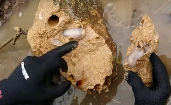 Грызут гранит, но не науки