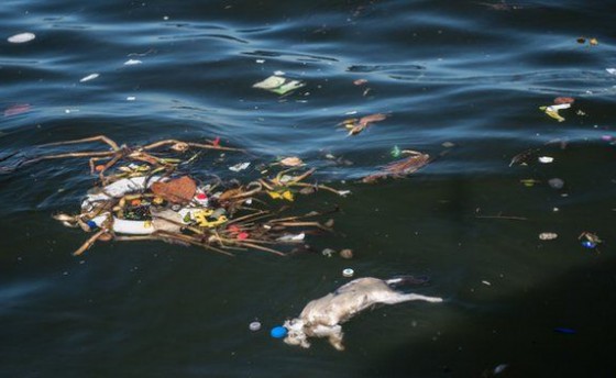 ISAF озабочена