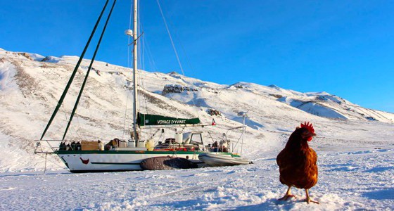 Об этой курице сняли фильм