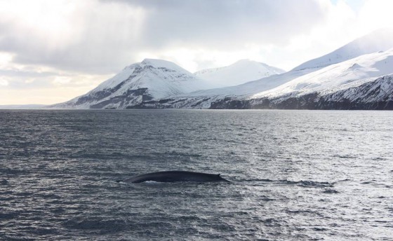 О голубых китах и кашалоте