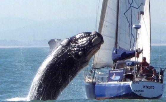 Опасные игры с китами