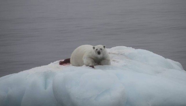 Белый медведь недоволен, что его отвлекли от "тюленьего" завтрака