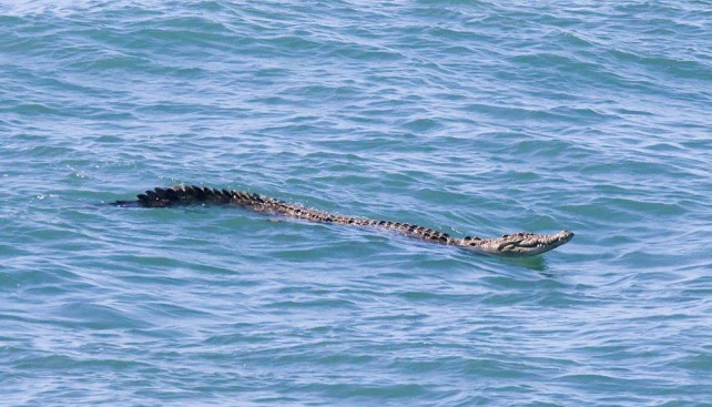 Соленоводный крокодил - гость незваный